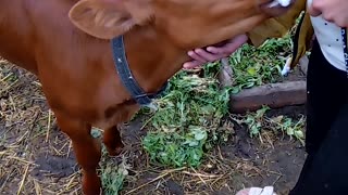 Feeding the calf.