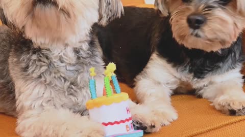 Cute Dogs celebrating their Birthday