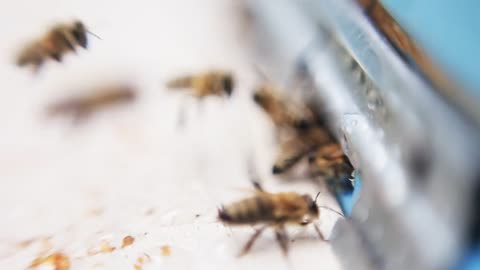 Big bees flying and buzzing. Apiary. Outside. Village