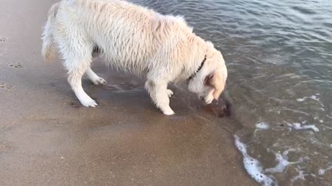 Golden Retriever Puppy meets Jelly Fish