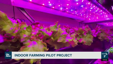 Experimenting with vertical farming- NEWS OF WORLD 🌏