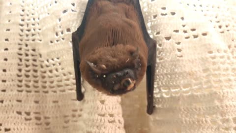 bat hangs on the curtain and eats the worm