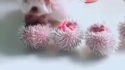 Mama hedgehog and her sweet babies