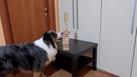 Precise Doggo Extracts Banknotes and Jenga Game Blocks