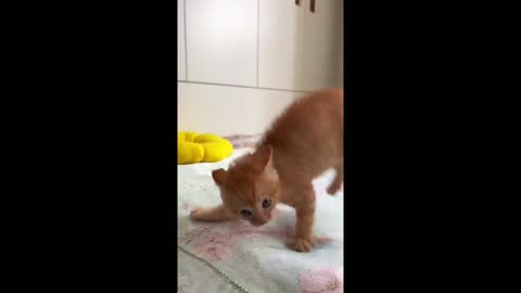 Cat dances to music