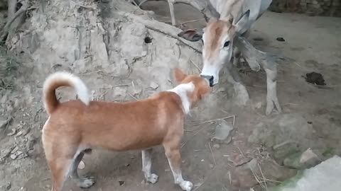 Dog vs cow funny video 🐕