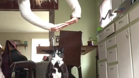 Cat Does Trick Like Dog