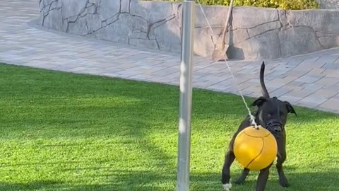 Dog Plays Tetherball in Backyard