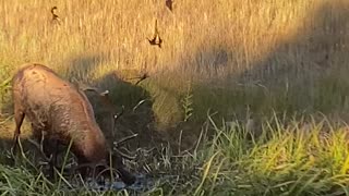 Bull Elk in Estes Park