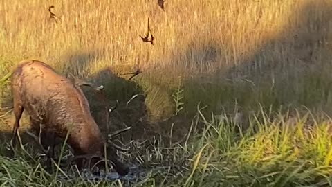 Bull Elk in Estes Park