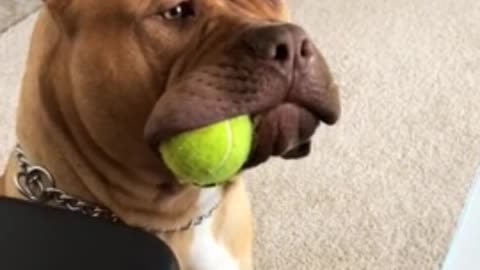 Massive pit bull holds ball in the side of his mouth