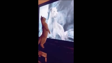 "Hilarious Cat Reactions to Important TV Moments: Funniest Compilation Ever!"