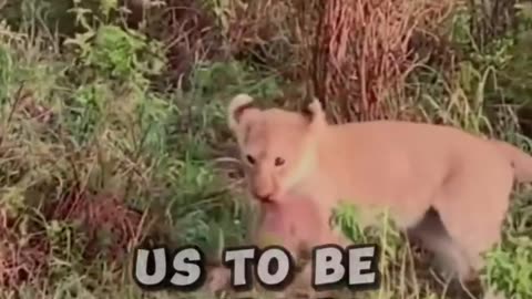 Mother Lion Teaches Cubs Hunting Skills viral