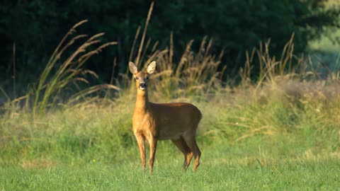 Female deer screams