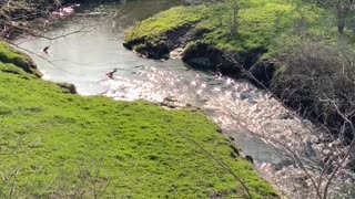 a stream winding through a pasture