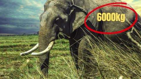 10 amazing facts about elephants random facts top facts about elephants