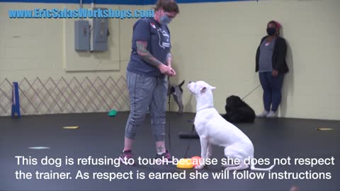 dog training workshop day1 (ESTABLISHING RESPECT)