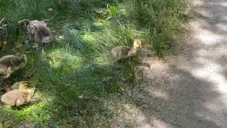 Goslings with parents