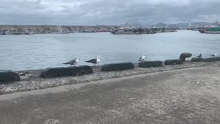 the seagulls