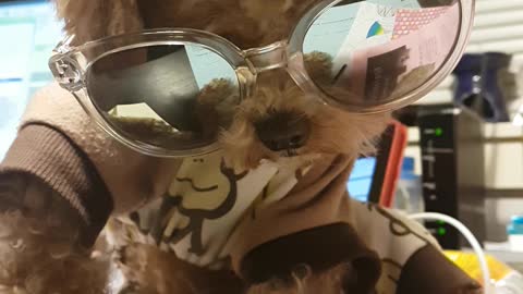 Cute Dog Wearing Shades