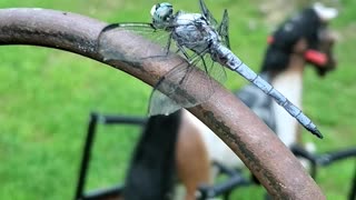 DRAGON FLY