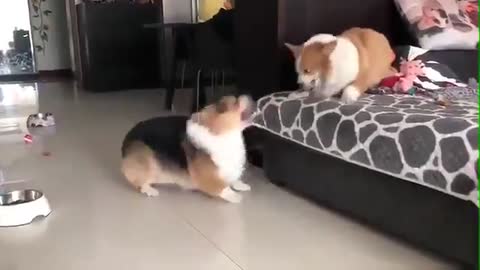 two dogs fighting each other