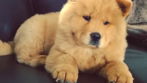 Cute puppy