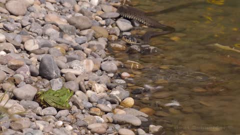 Very large grass snake meets large frog / Sehr grosse Ringelnatter trifft auf grossen Frosch