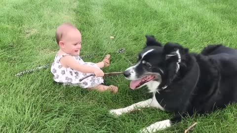 Cute Dogs and Babies are Best Friends -Dogs Babysitting Babies Video