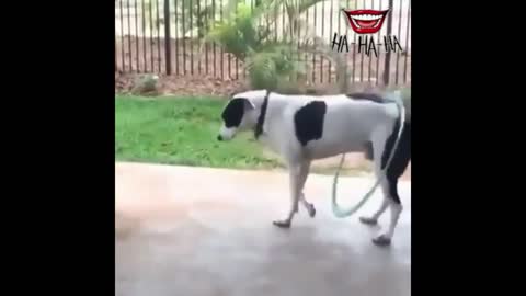 Dog dancing hula hoop