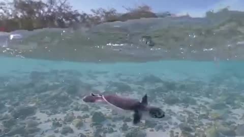 Charming Turtle's Beautiful Diving #shorts #shortvideo #video #virals #videoviral