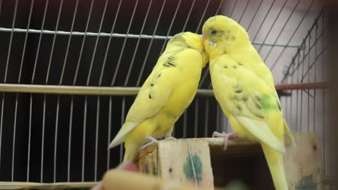 Listen and watch a very cool video of two parrots mating in a cage