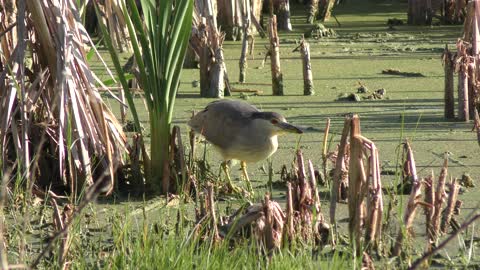 Black crowned Night Heron feeds in the swamp