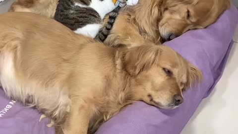 Cat and dog