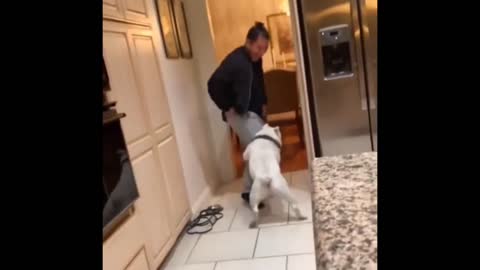 This cute dog just pulls his masters pant while playing