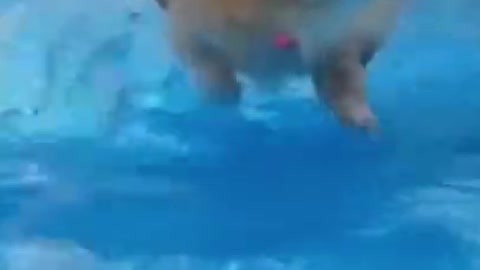 Funny puppy swimming pool