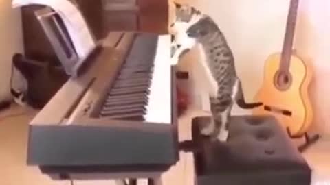 Cat Plays PIANO 😍😂