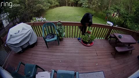 Bear Climbs On Rail and Approaches a Bird Feeder Seen Via Floodlight Cam