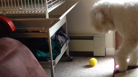 White goldendoodle dog picks up yellow ball but drops it and looks inside bird cage twice