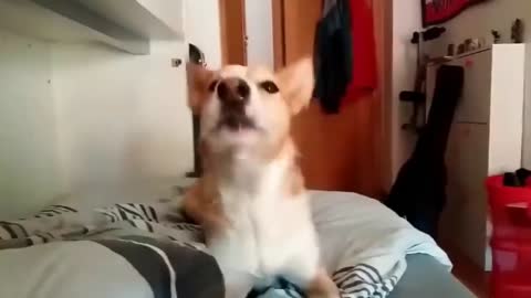 Despacito song | dog version