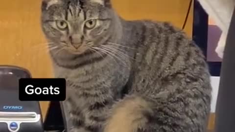 Top funny cat video• vines best fun• 2021 best funny video•