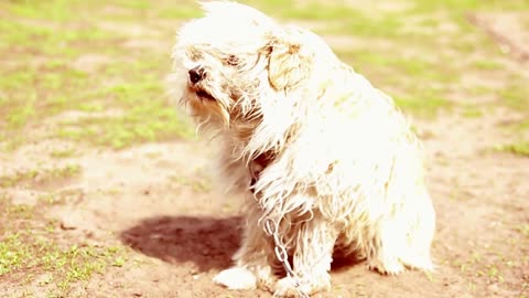 ute dirty bichon having fun in the chain, the dog in the yard