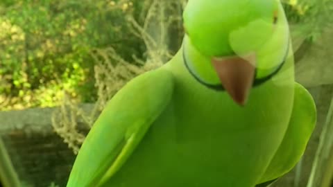 Parrot bird trying to enter through car windows