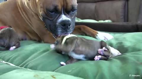 Dog Has Amazing Birth While Standing!!