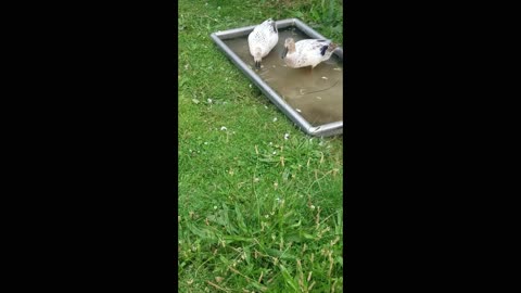 Girl Ducks eating feeder fish.