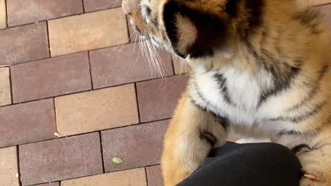 How clingy baby tigers can be