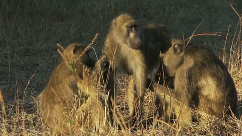 monkeys grooming other monkeys