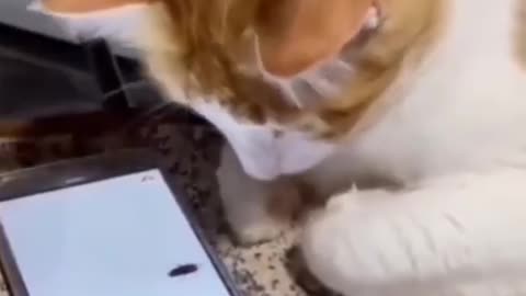 funny cute baby and cute cat good vibes