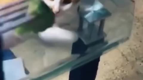 Funny cats video