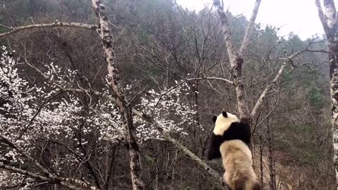 The slow life of the panda_panda enjoys wild cherry blossoms